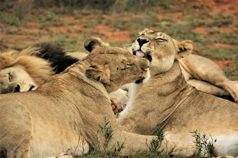 Joy ful Lioness