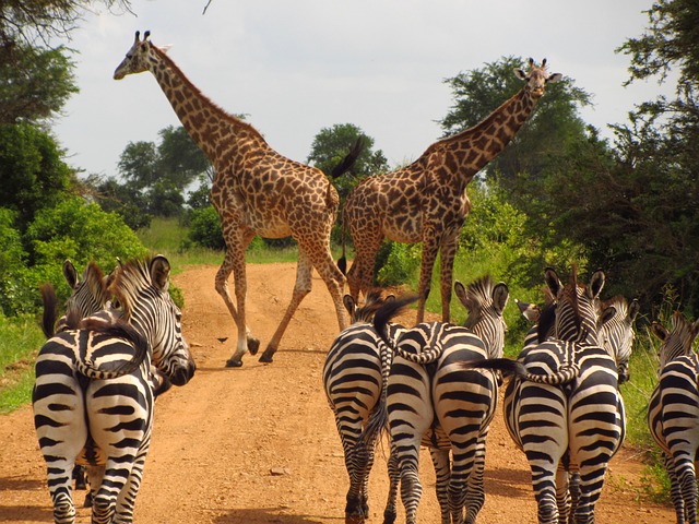 zebra and girafee